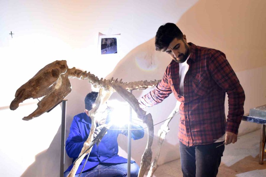 7,5 Milyon Yıllık Fosil Kazıları Dünya Paleontoloji Tarihine Işık Tutuyor