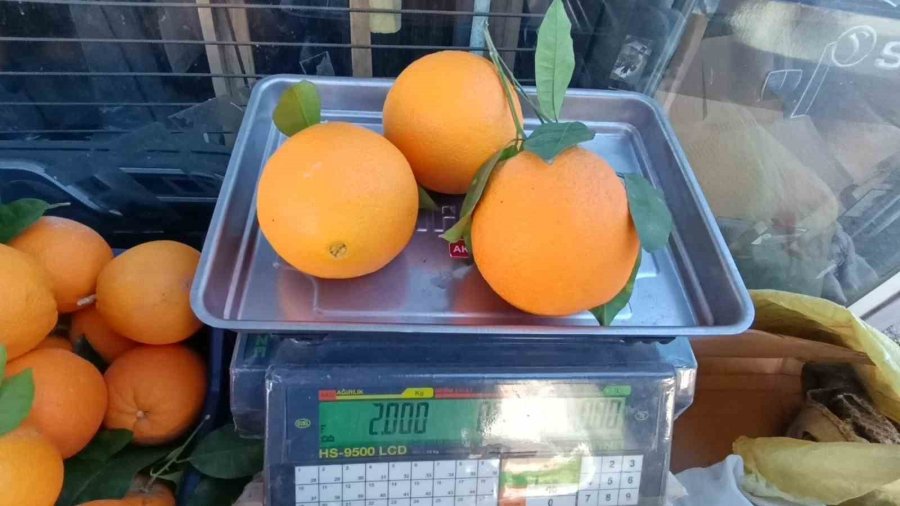 Antalya’nın Dev Portakalları: 3 Tanesi 2 Kilo Geliyor