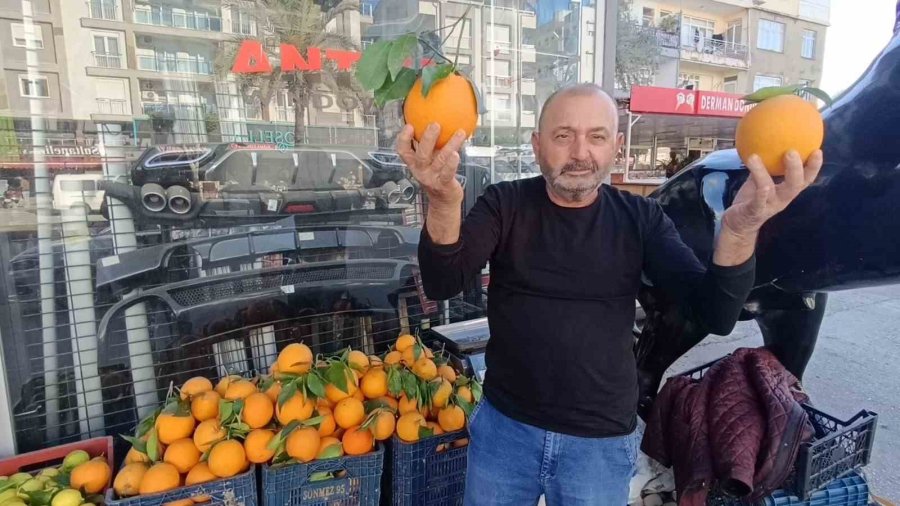 Antalya’nın Dev Portakalları: 3 Tanesi 2 Kilo Geliyor