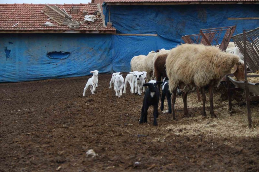 Üniversiteli Çoban Kış Mevsiminde Küçükbaş Hayvan Bakımının Zorluklarını Anlattı