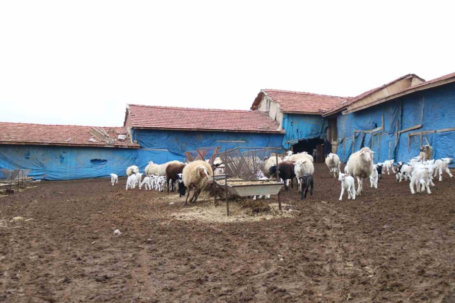 Üniversiteli Çoban Kış Mevsiminde Küçükbaş Hayvan Bakımının Zorluklarını Anlattı