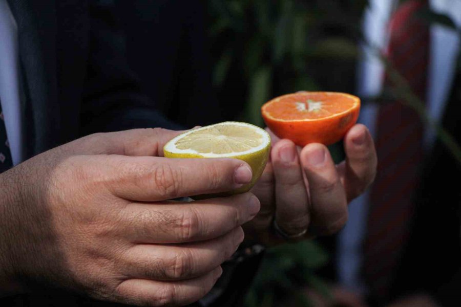 Mersin’de ’narenciye Tüket, Sağlıklı Yaşa’ Etkinliği Düzenlendi