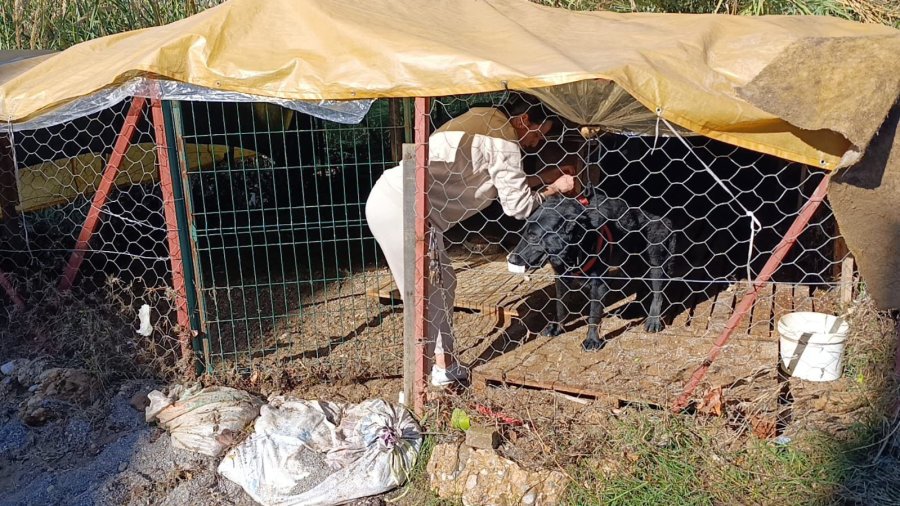 Sel Sularının Arasında Kalan Köpeği Düzenledikleri Operasyonla Kurtardılar