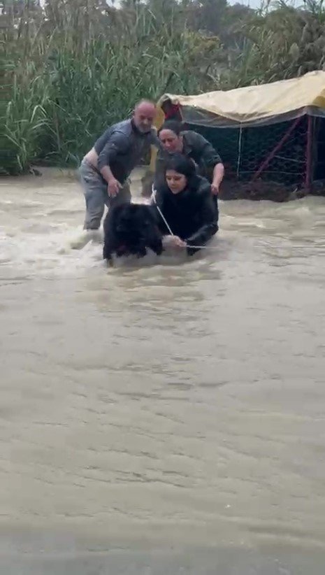 Sel Sularının Arasında Kalan Köpeği Düzenledikleri Operasyonla Kurtardılar