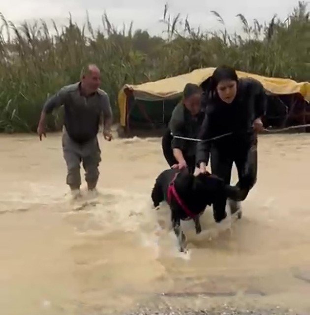 Sel Sularının Arasında Kalan Köpeği Düzenledikleri Operasyonla Kurtardılar