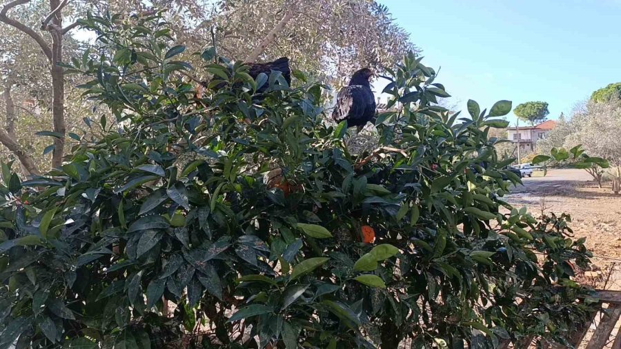 Sel Felaketi Sonrası Kümese Girmeye Korkan Tavuklar Ağaçta Uyumaya Başladı