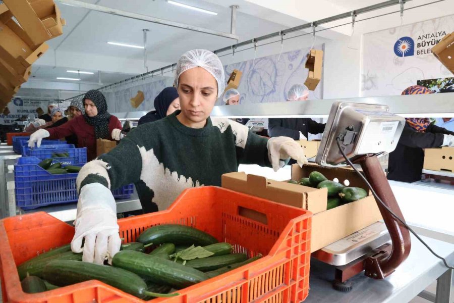 Kurutma Tesisi İsrafı Önlüyor, Üretim Fazlası Ürünler Ekonomiye Kazandırılıyor