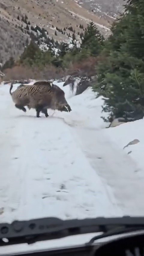 Niğde’de Yaban Domuzu Sürüsü Görüntülendi