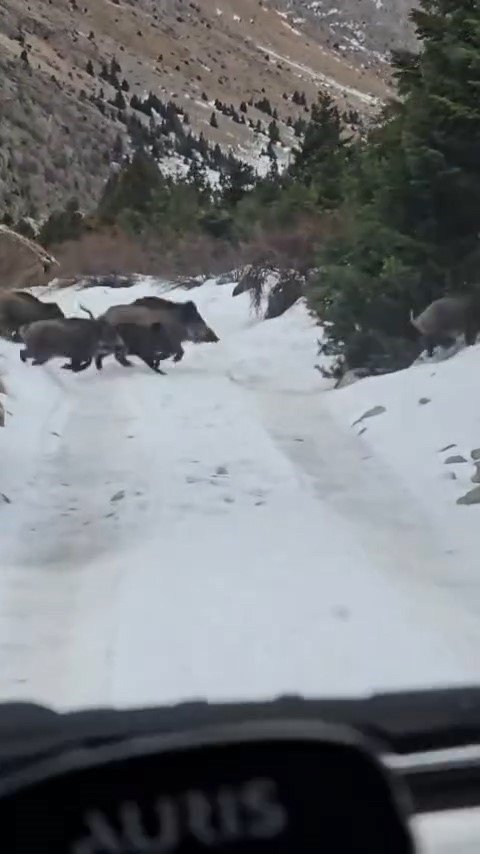 Niğde’de Yaban Domuzu Sürüsü Görüntülendi