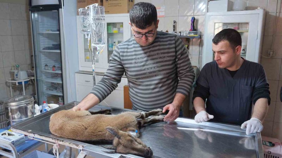 Yaralı Bulunan Dağ Keçisi Tedaviye Alındı