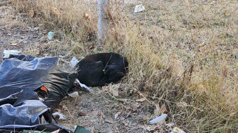 Sevdiği Köpeğin Isırdığı Ortaokul Öğrencisi Yaralandı