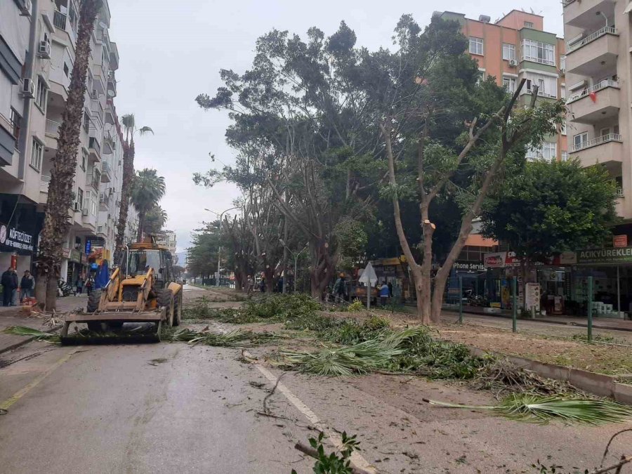 Esnaf Gün Işığı İstedi, 30 Yıllık Benjamin Ağaçları Budandı