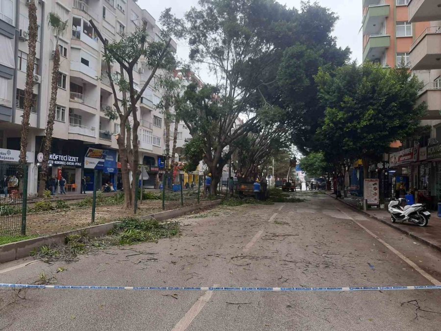 Esnaf Gün Işığı İstedi, 30 Yıllık Benjamin Ağaçları Budandı