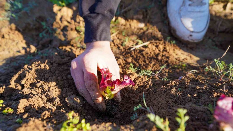 Tarsus’ta 5 Bin Marul Fidesi Toprakla Buluşturuldu