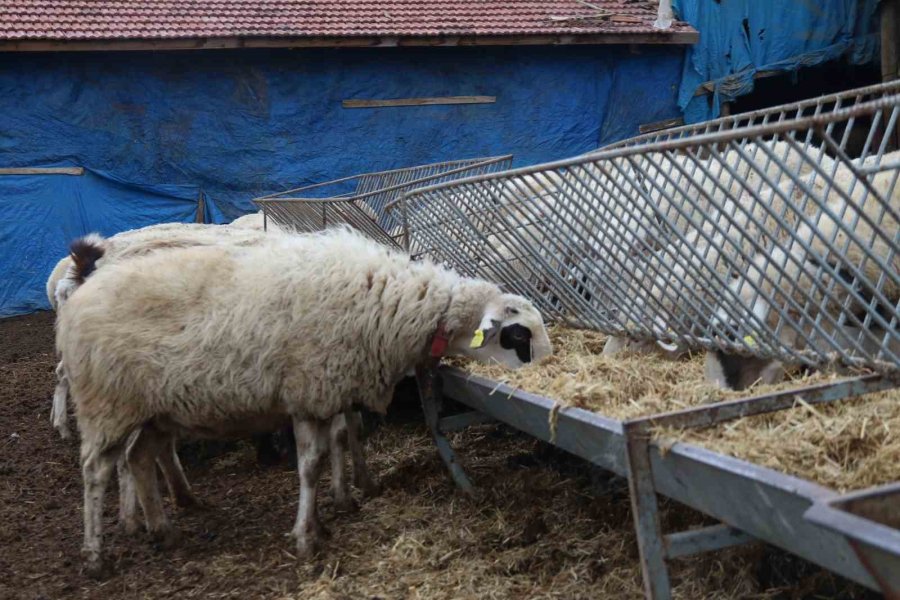 Dedesinden Babasına, Ondan Da Kendine Miras Kalan Mesleği 15 Yıldır Devam Ettiriyor