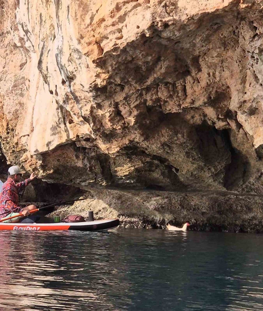 Falezlerden Düşen Tavuğu Denizden Kurtarıp Sahiplendi, Şimdi Yanından Ayrılmıyor