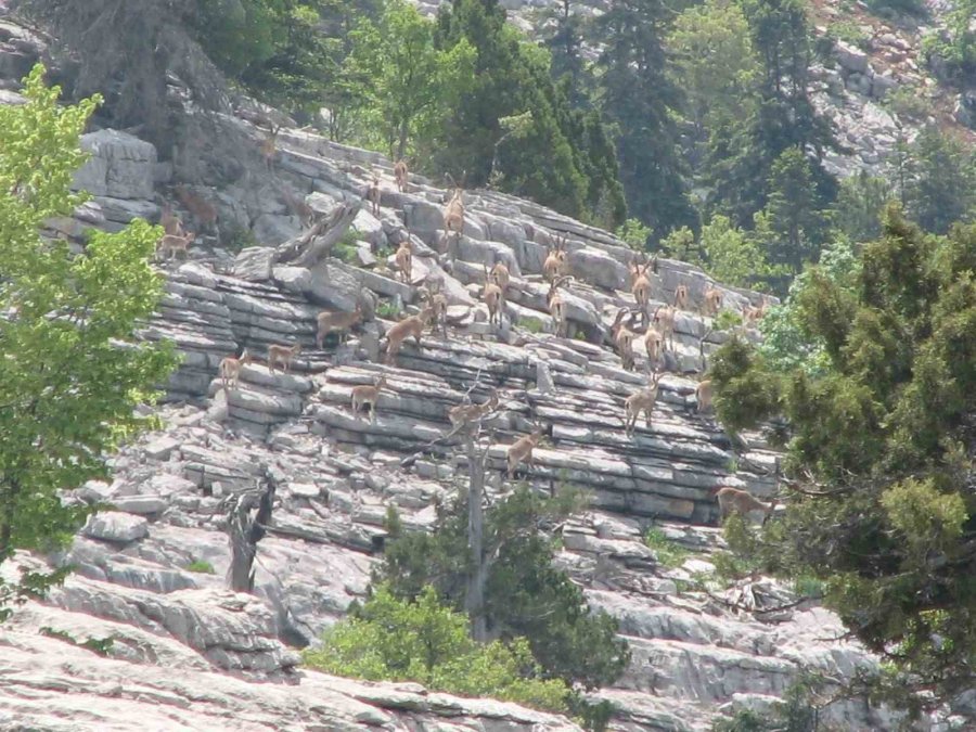 Antalya’nın Ürkek Misafirleri Yaban Keçileri Mahalleye İndi