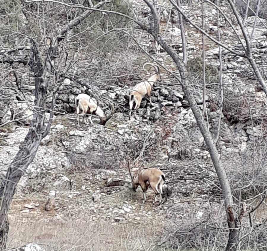 Antalya’nın Ürkek Misafirleri Yaban Keçileri Mahalleye İndi