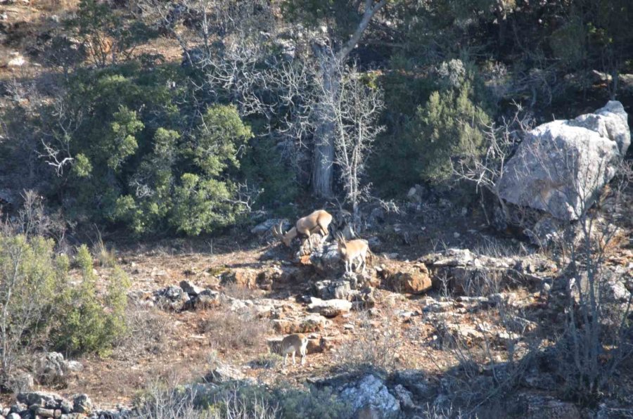 Antalya’nın Ürkek Misafirleri Yaban Keçileri Mahalleye İndi