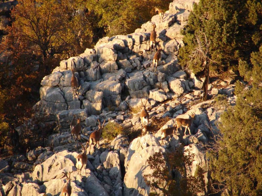 Antalya’nın Ürkek Misafirleri Yaban Keçileri Mahalleye İndi