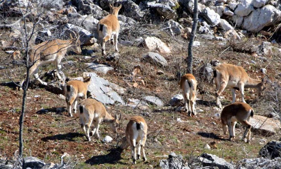 Antalya’nın Ürkek Misafirleri Yaban Keçileri Mahalleye İndi