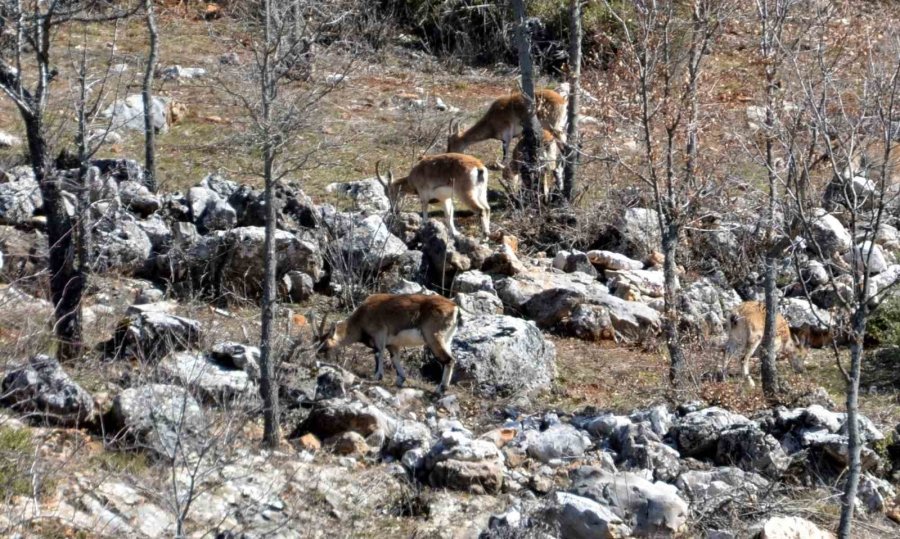 Antalya’nın Ürkek Misafirleri Yaban Keçileri Mahalleye İndi