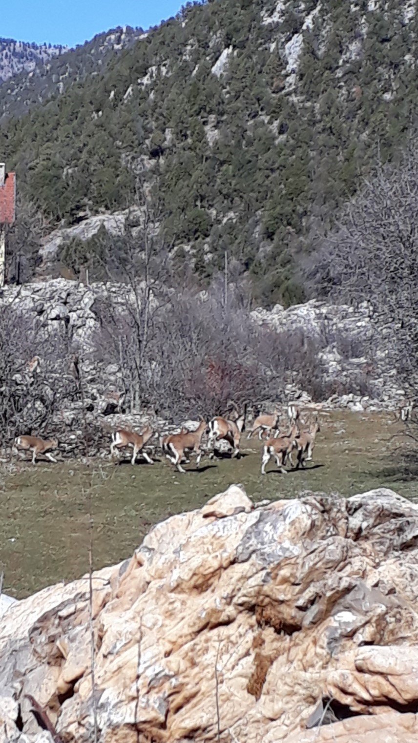 Antalya’nın Ürkek Misafirleri Yaban Keçileri Mahalleye İndi