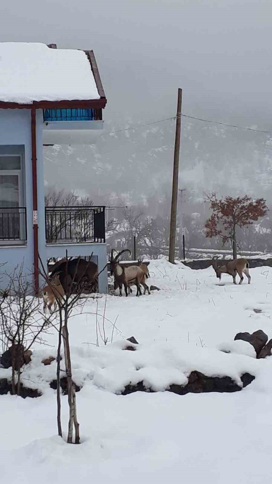 Antalya’nın Ürkek Misafirleri Yaban Keçileri Mahalleye İndi