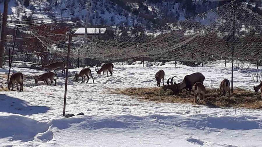 Antalya’nın Ürkek Misafirleri Yaban Keçileri Mahalleye İndi