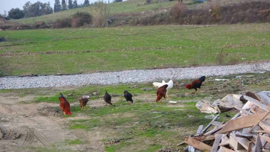 Tavuğunu Tilki Kapan Zavadanak Bekir’den Tilkiye Gülümseten Sitem