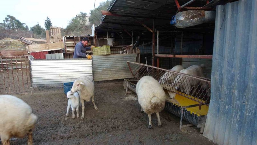 Tavuğunu Tilki Kapan Zavadanak Bekir’den Tilkiye Gülümseten Sitem