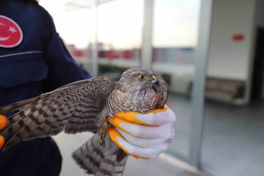 Mersin’de Bitkin Düşen Atmacaya İtfaiyeciler Sahip Çıktı