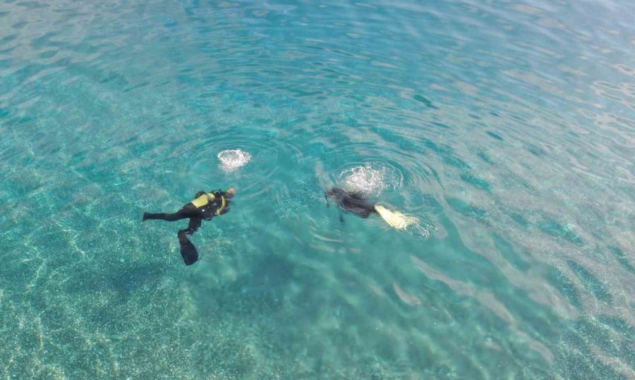 Antalya Körfezi’nde 15 Yıl Önce Görülmüştü, Tekrar Görüntülendi