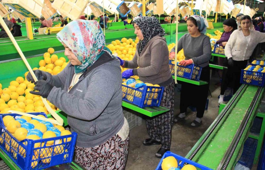 Limonda Yoğun Hasat Dönemi: Fiyatı 6-7 Tl’ye Kadar Düştü