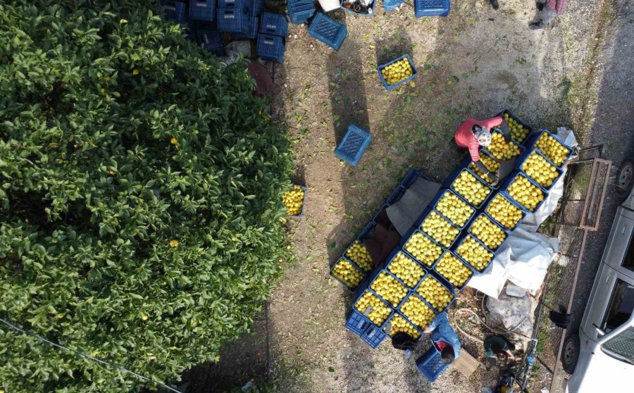 Limonda Yoğun Hasat Dönemi: Fiyatı 6-7 Tl’ye Kadar Düştü