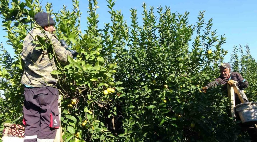 Limonda Yoğun Hasat Dönemi: Fiyatı 6-7 Tl’ye Kadar Düştü