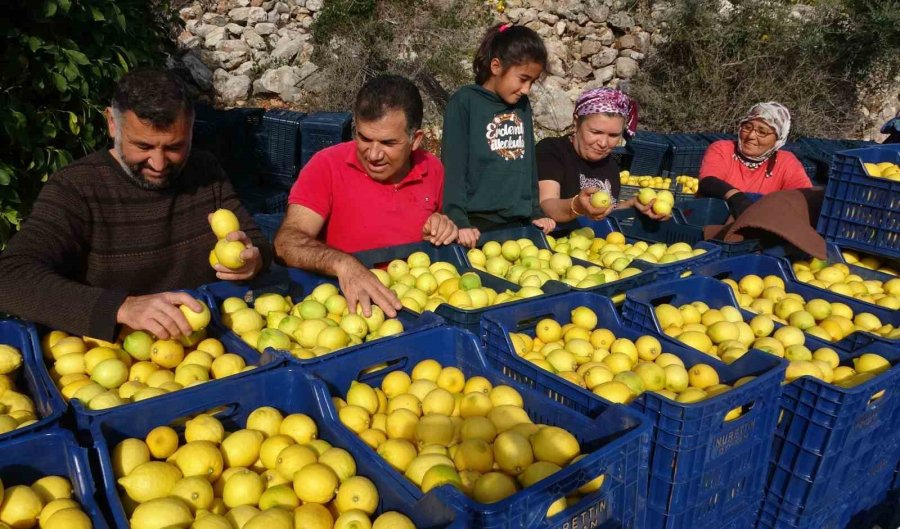 Limonda Yoğun Hasat Dönemi: Fiyatı 6-7 Tl’ye Kadar Düştü