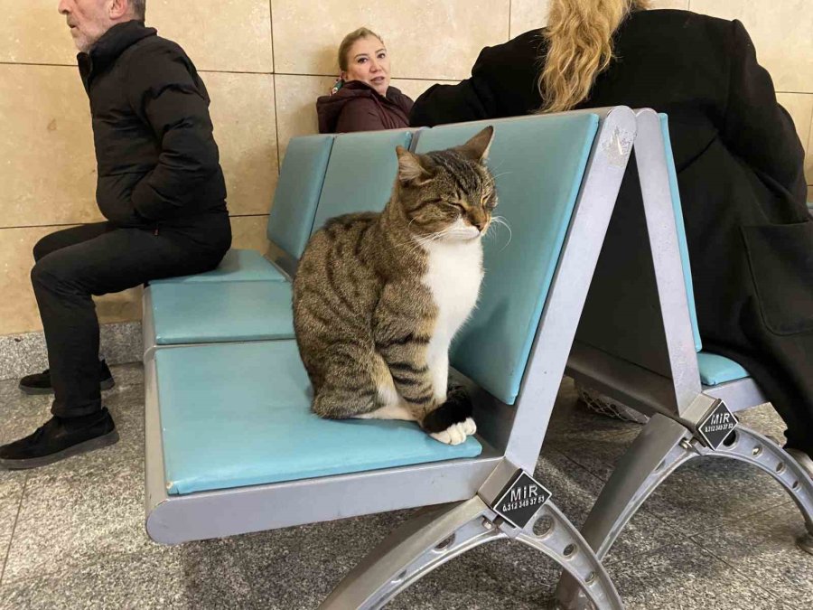 Soğuktan Üşüyen Hayvanlar Isınmak İçin Tren Garına Sığındı