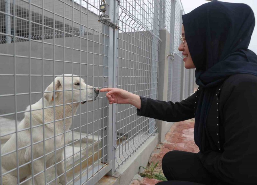 Antalya Büyükşehir Belediyesi 30 Bine Yakın Kedi Ve Köpeğin Tedavisini Gerçekleştirdi