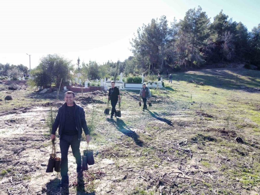 Büyük Manavgat Yangınında Küle Dönen Mezarlığın Ağaçları Yeniden Yeşerecek