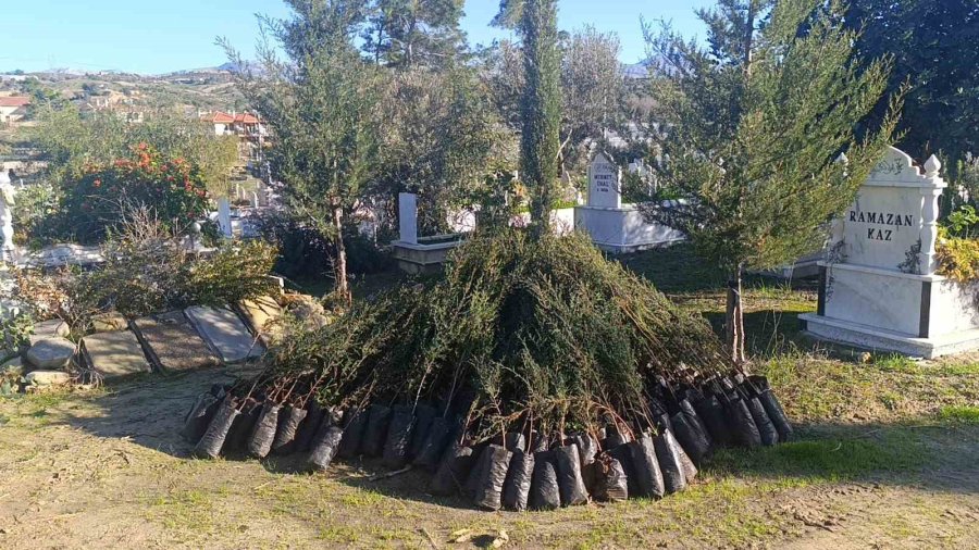 Büyük Manavgat Yangınında Küle Dönen Mezarlığın Ağaçları Yeniden Yeşerecek