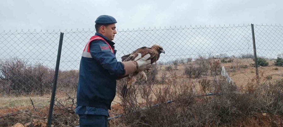 Karaman’da Yaralı Bulunan Kızıl Şahin Koruma Altına Alındı