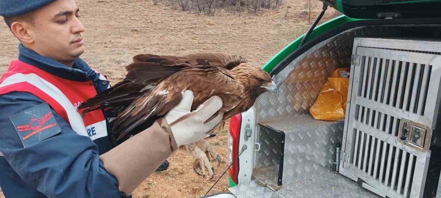 Karaman’da Yaralı Bulunan Kızıl Şahin Koruma Altına Alındı