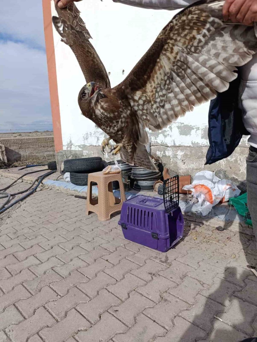 Yaralı Halde Bulunan Kızıl Şahin Koruma Altına Alındı