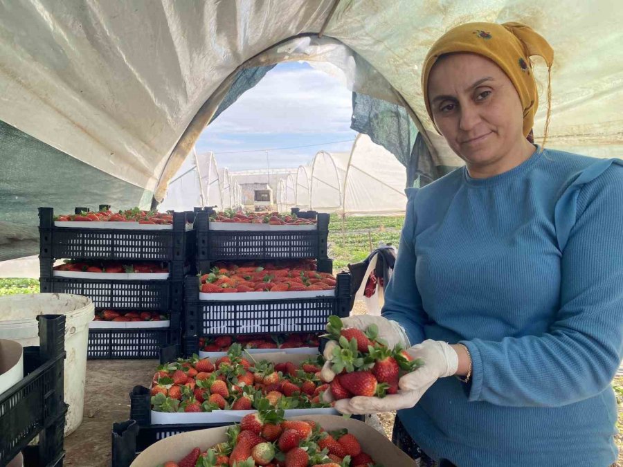 Seradaki Çileğin Fiyatı 1 Ayda Dip Yaptı: Fiyatı 400 Tl’den 90 Tl’ye Düştü