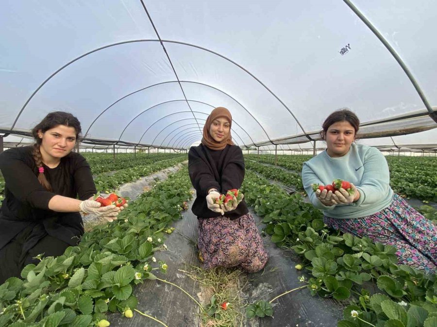 Seradaki Çileğin Fiyatı 1 Ayda Dip Yaptı: Fiyatı 400 Tl’den 90 Tl’ye Düştü