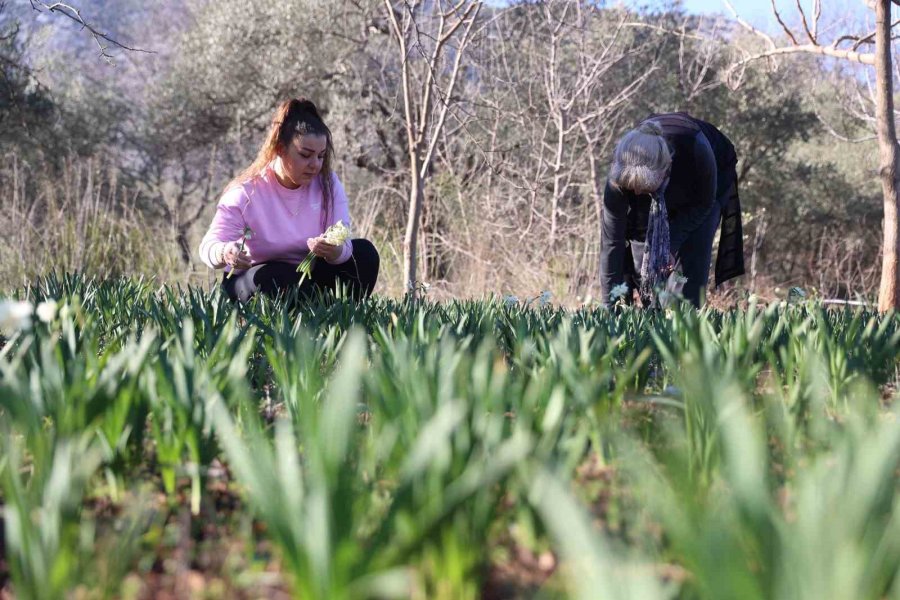 Büyükşehirden Kadın Üreticilere Mis Kokulu Destek