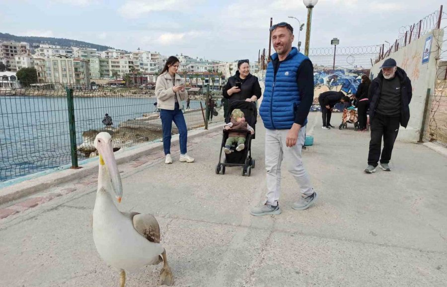 Silifke Sahillerinde Dolaşan Pelikan İnsanların Maskotu Oldu