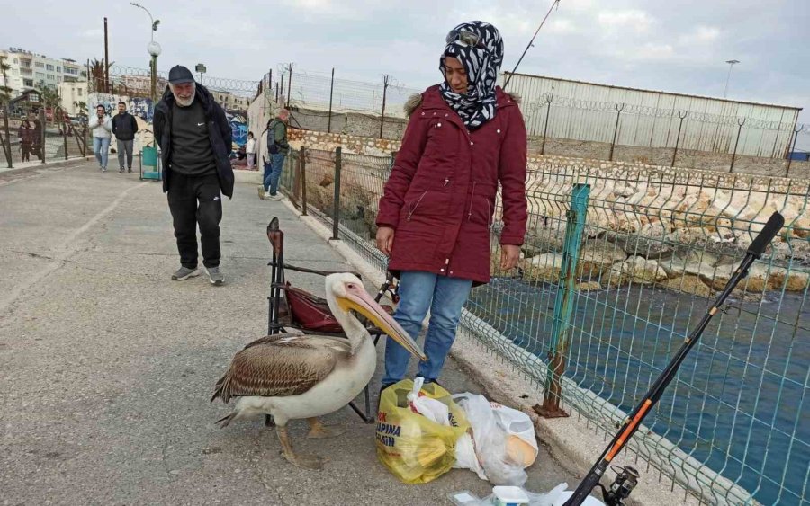 Silifke Sahillerinde Dolaşan Pelikan İnsanların Maskotu Oldu