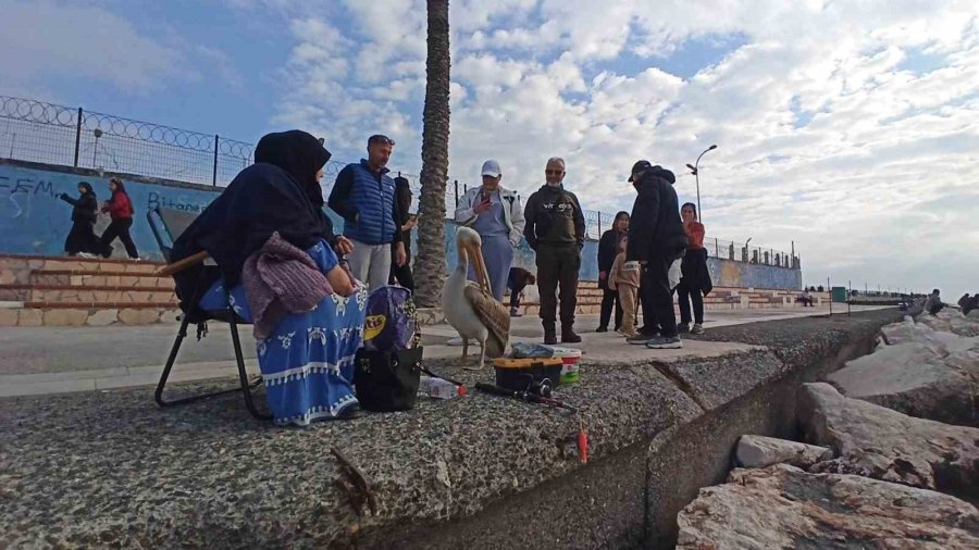 Silifke Sahillerinde Dolaşan Pelikan İnsanların Maskotu Oldu